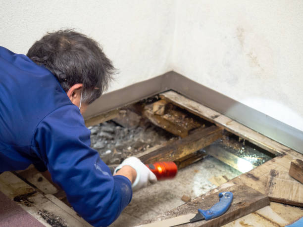Best Office Mold Removal Services  in Rochelle, GA