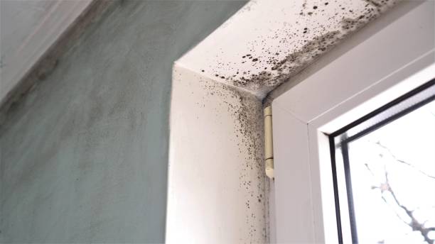 Best Certified Mold Removal  in Rochelle, GA