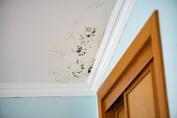 Best Professional Mold Removal  in Rochelle, GA