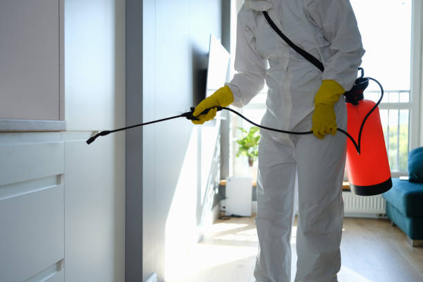 Best Local Mold Removal Service  in Rochelle, GA