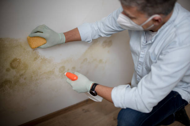 Best Crawl Space Mold Removal  in Rochelle, GA