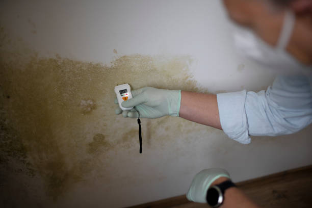 Best Same-Day Mold Removal  in Rochelle, GA