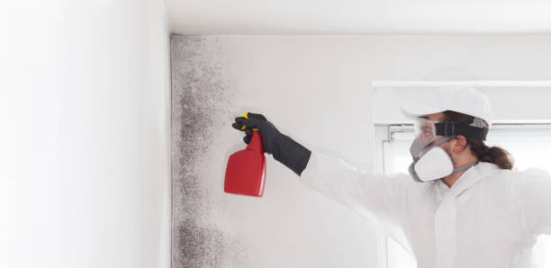 Best Emergency Mold Removal  in Rochelle, GA