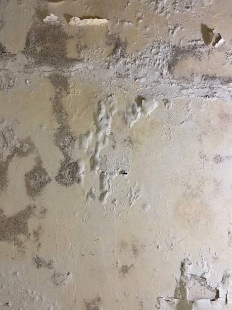 Best Certified Mold Removal  in Rochelle, GA