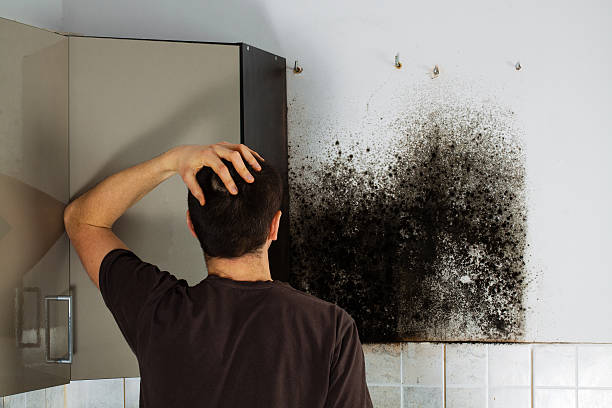 Best Mold Removal Company Near Me  in Rochelle, GA