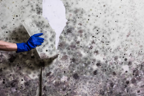 Water Damage Restoration in Rochelle, GA