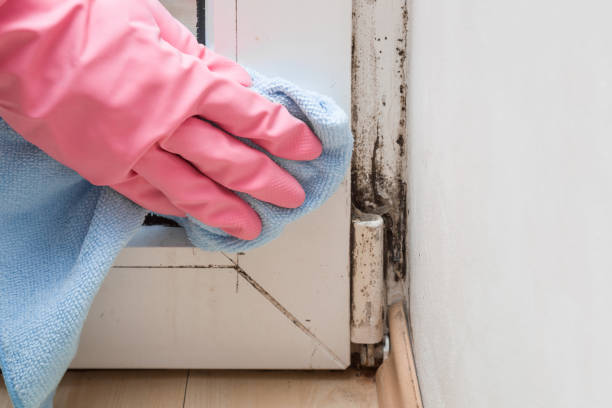 Best Mold Remediation  in Rochelle, GA